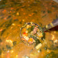 New* MOMS hearty beef stew!